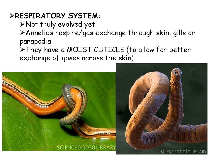 ØRESPIRATORY SYSTEM: ØNot truly evolved yet ØAnnelids respire/gas exchange through skin, gills or parapodia