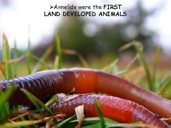 ØAnnelids were the FIRST LAND DEVELOPED ANIMALS 