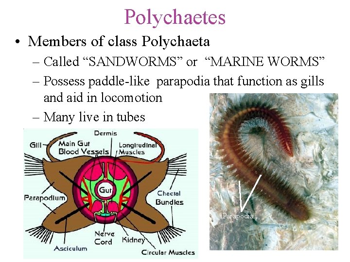 Polychaetes • Members of class Polychaeta – Called “SANDWORMS” or “MARINE WORMS” – Possess