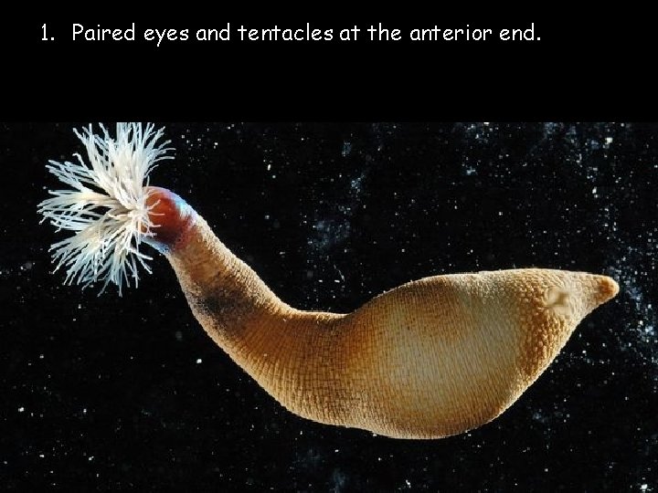 1. Paired eyes and tentacles at the anterior end. 