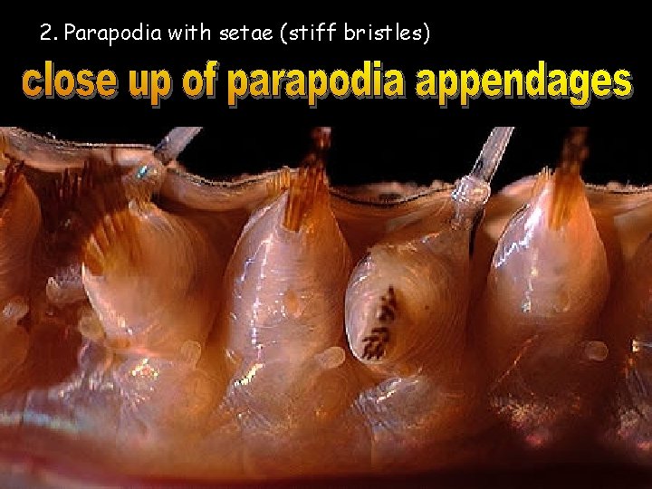 2. Parapodia with setae (stiff bristles) 