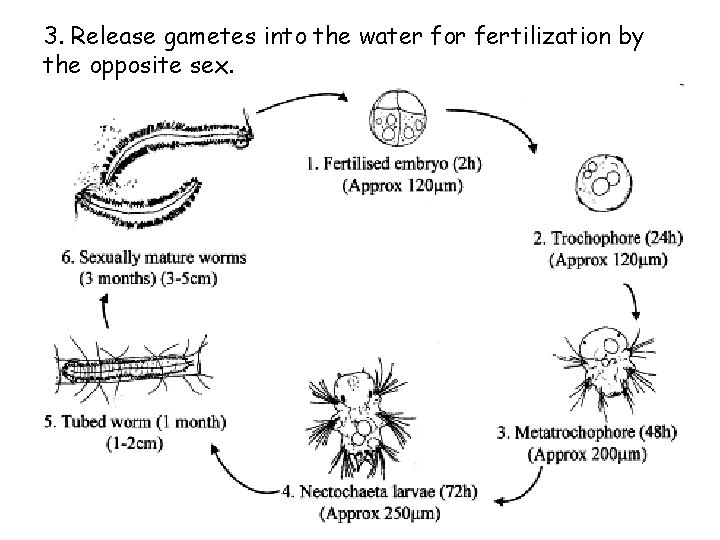 3. Release gametes into the water for fertilization by the opposite sex. 