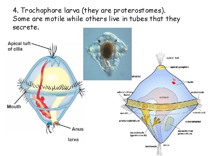4. Trochophore larva (they are proterostomes). Some are motile while others live in tubes