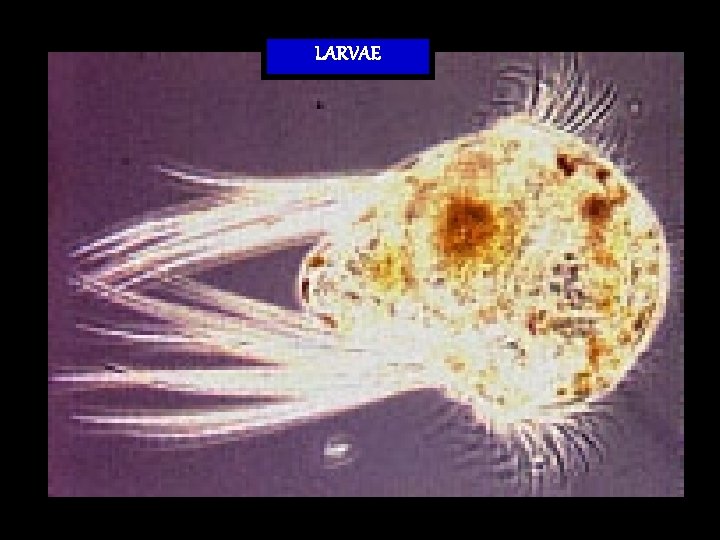 LARVAE 