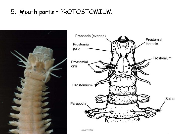 5. Mouth parts = PROTOSTOMIUM 