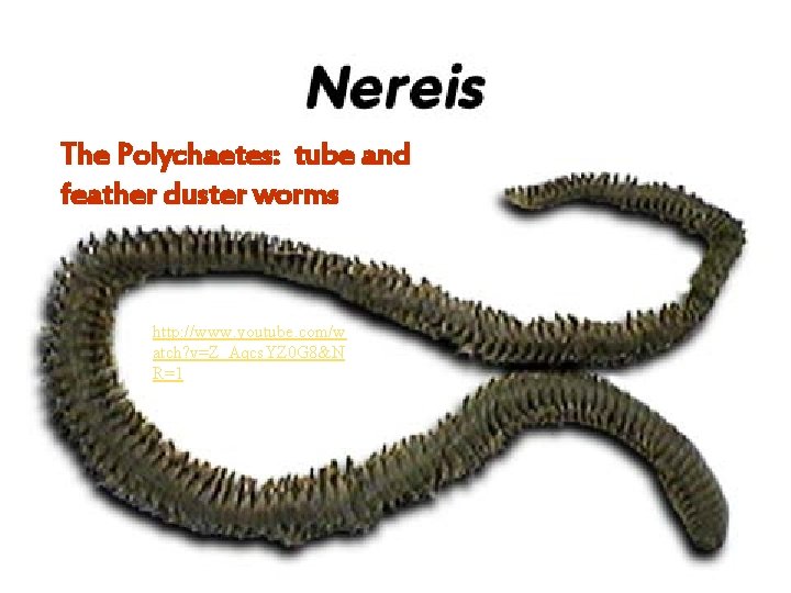 The Polychaetes: tube and feather duster worms http: //www. youtube. com/w atch? v=Z_Aqcs. YZ