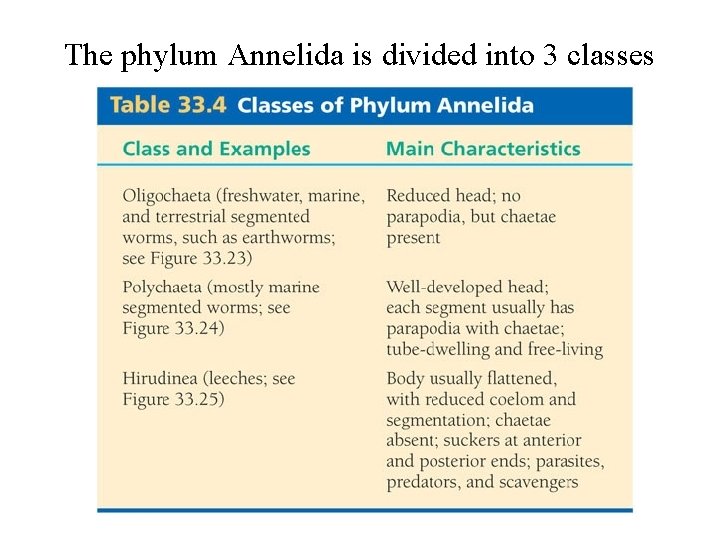 The phylum Annelida is divided into 3 classes 