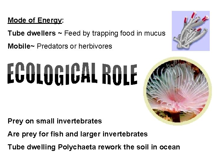 Mode of Energy: Tube dwellers ~ Feed by trapping food in mucus Mobile~ Predators