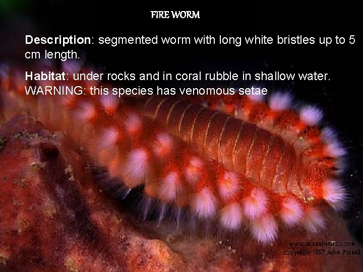 FIRE WORM Description: segmented worm with long white bristles up to 5 cm length.
