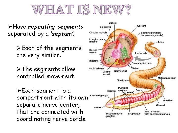 WHAT IS NEW? ØHave repeating segments separated by a ‘septum’. ØEach of the segments