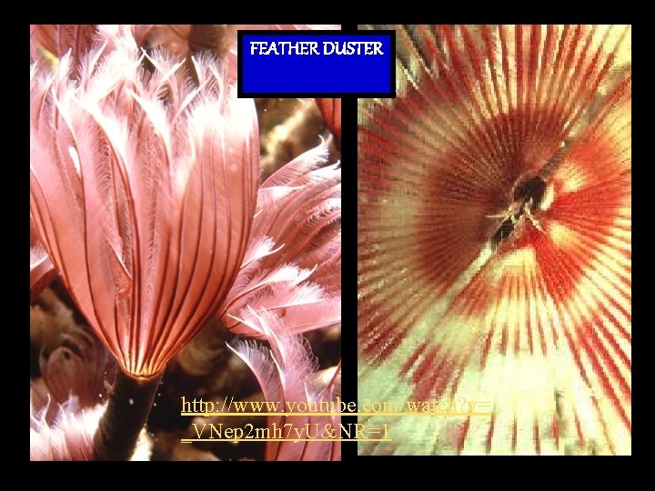 FEATHER DUSTER http: //www. youtube. com/watch? v= _VNep 2 mh 7 y. U&NR=1 