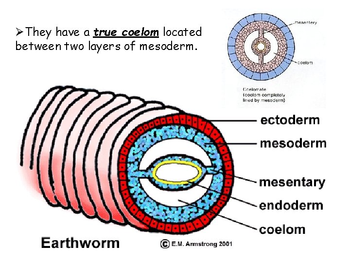 ØThey have a true coelom located between two layers of mesoderm. 