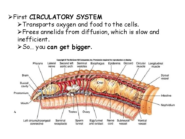 ØFirst CIRCULATORY SYSTEM ØTransports oxygen and food to the cells. ØFrees annelids from diffusion,