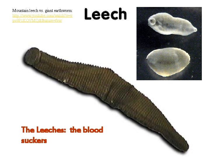 Mountain leech vs. giant earthworm: http: //www. youtube. com/watch? v=v pv 9 P 1