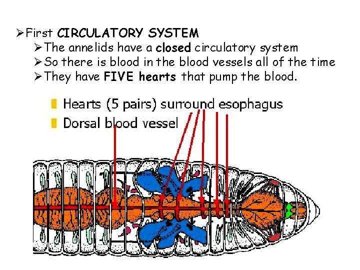 ØFirst CIRCULATORY SYSTEM ØThe annelids have a closed circulatory system ØSo there is blood