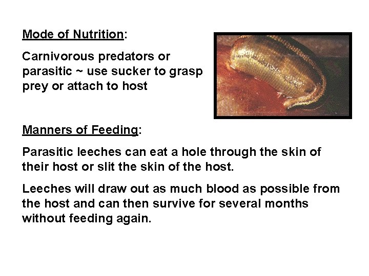 Mode of Nutrition: Carnivorous predators or parasitic ~ use sucker to grasp prey or