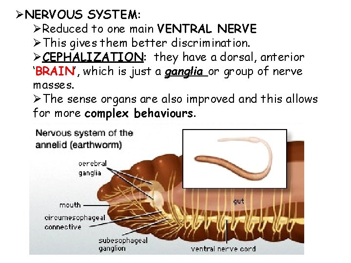 ØNERVOUS SYSTEM: ØReduced to one main VENTRAL NERVE ØThis gives them better discrimination. ØCEPHALIZATION: