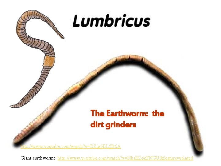 The Earthworm: the dirt grinders http: //www. youtube. com/watch? v=DZig 6 EL 5 B