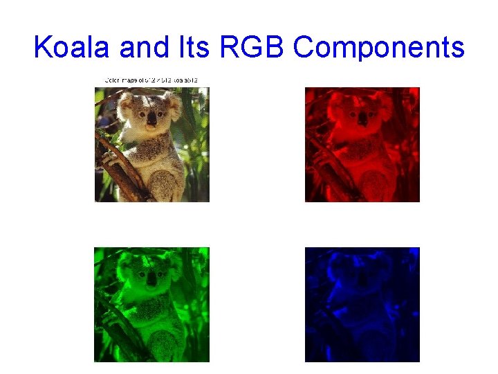 Koala and Its RGB Components 