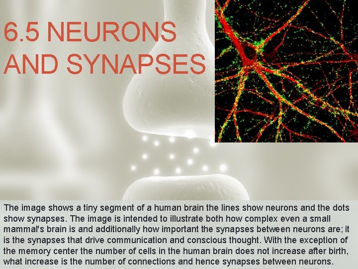 6. 5 NEURONS AND SYNAPSES The image shows a tiny segment of a human