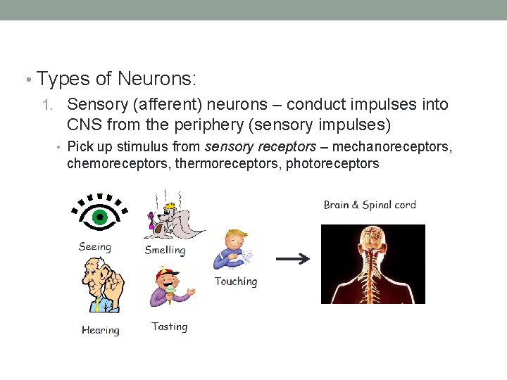  • Types of Neurons: 1. Sensory (afferent) neurons – conduct impulses into CNS
