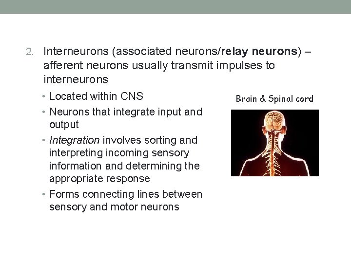 2. Interneurons (associated neurons/relay neurons) – afferent neurons usually transmit impulses to interneurons •