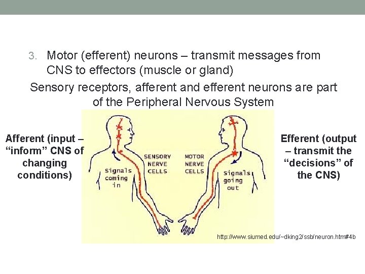 3. Motor (efferent) neurons – transmit messages from CNS to effectors (muscle or gland)