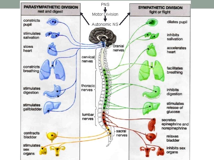 PNS Motor Division Autonomic NS : 