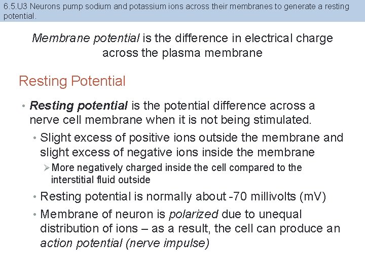 6. 5. U 3 Neurons pump sodium and potassium ions across their membranes to