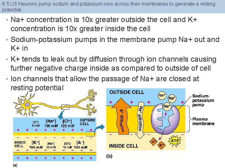 6. 5. U 3 Neurons pump sodium and potassium ions across their membranes to