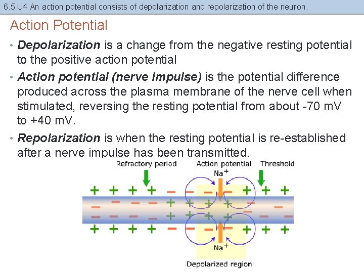 6. 5. U 4 An action potential consists of depolarization and repolarization of the