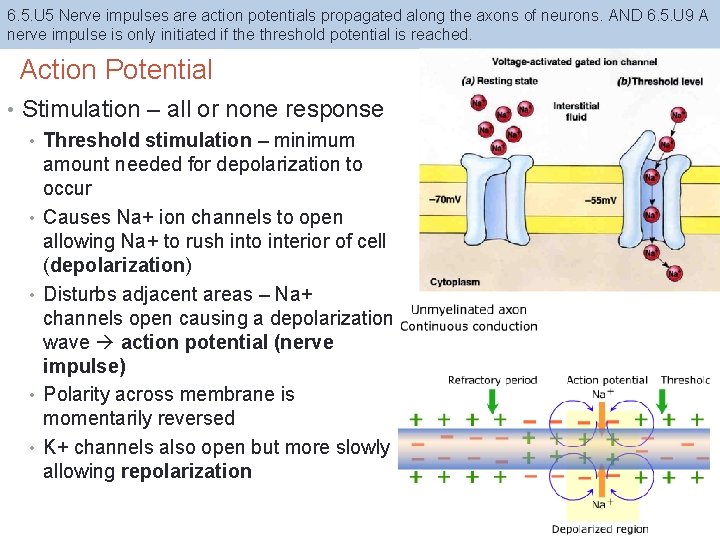 6. 5. U 5 Nerve impulses are action potentials propagated along the axons of