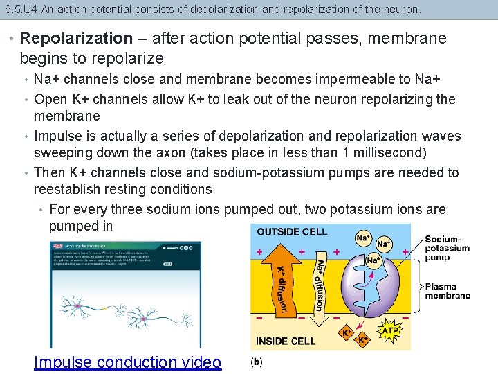 6. 5. U 4 An action potential consists of depolarization and repolarization of the