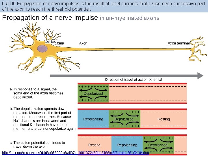 6. 5. U 6 Propagation of nerve impulses is the result of local currents