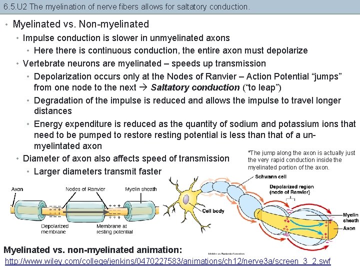 6. 5. U 2 The myelination of nerve fibers allows for saltatory conduction. •