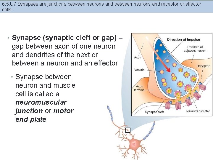 6. 5. U 7 Synapses are junctions between neurons and receptor or effector cells.