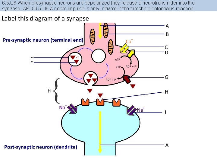 6. 5. U 8 When presynaptic neurons are depolarized they release a neurotransmitter into
