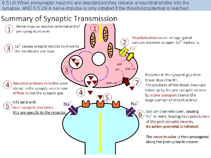 6. 5. U 8 When presynaptic neurons are depolarized they release a neurotransmitter into