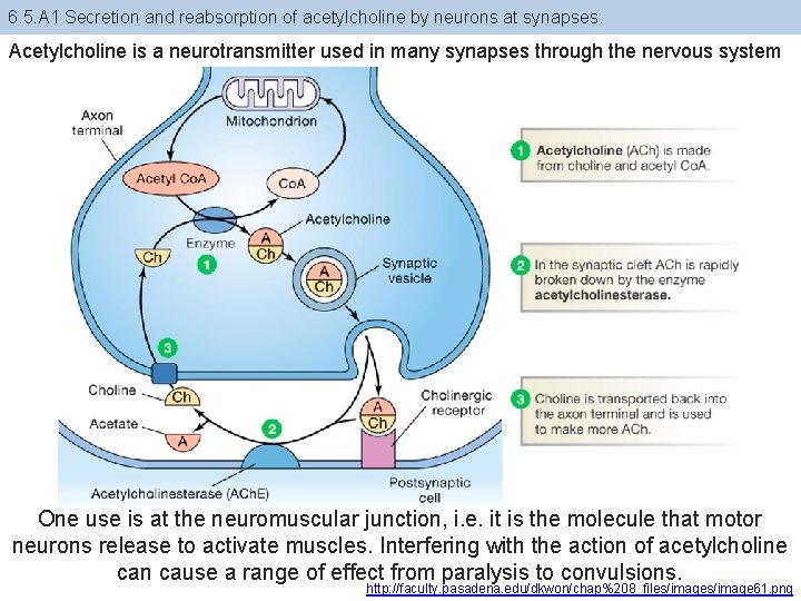 6. 5. A 1 Secretion and reabsorption of acetylcholine by neurons at synapses. Acetylcholine