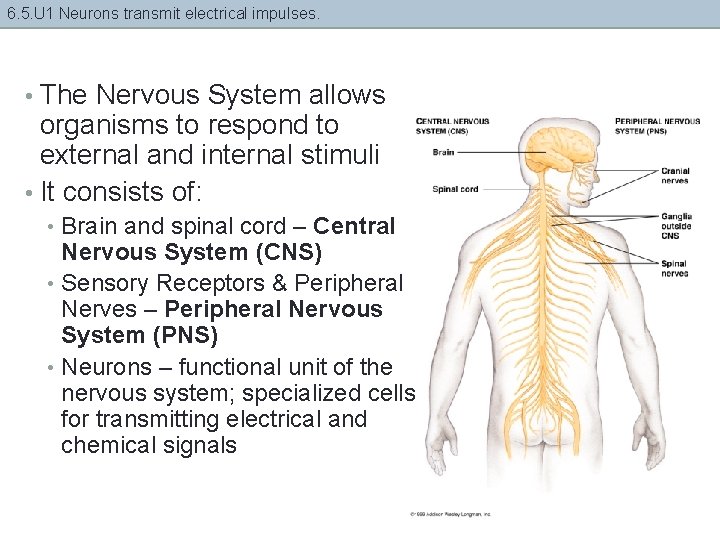 6. 5. U 1 Neurons transmit electrical impulses. • The Nervous System allows organisms