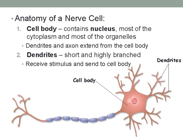  • Anatomy of a Nerve Cell: 1. Cell body – contains nucleus, most