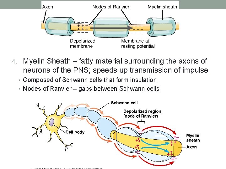 4. Myelin Sheath – fatty material surrounding the axons of neurons of the PNS;