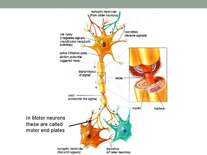 In Motor neurons these are called motor end plates 