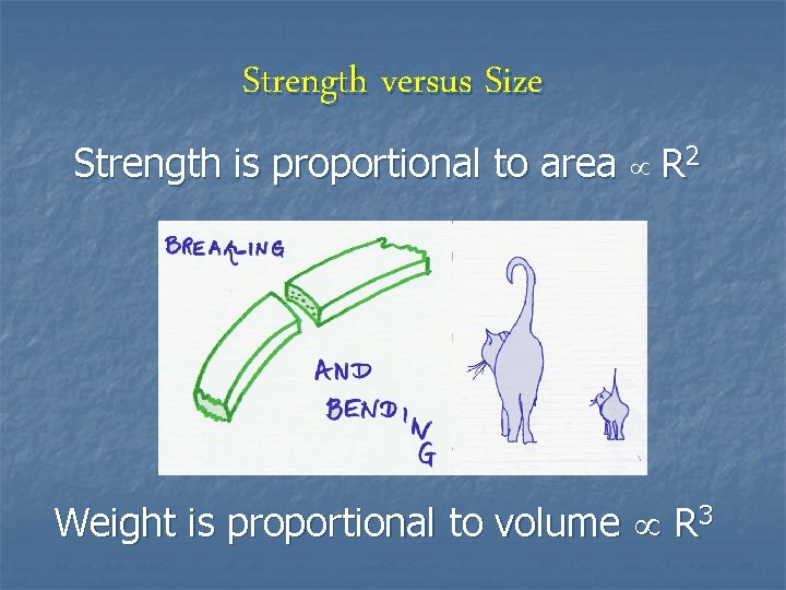 Strength versus Size Strength is proportional to area R 2 Weight is proportional to