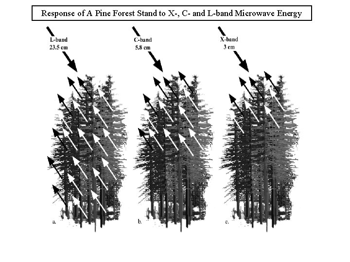 Response of A Pine Forest Stand to X-, C- and L-band Microwave Energy 