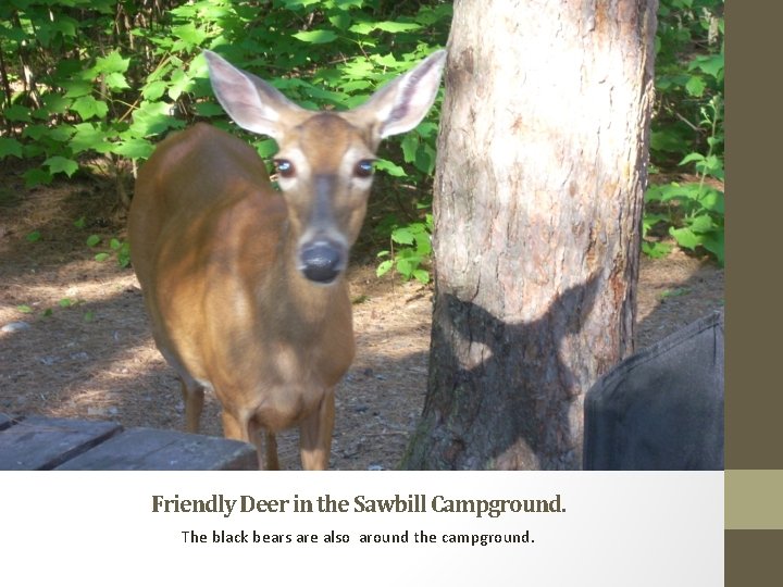 Friendly Deer in the Sawbill Campground. The black bears are also around the campground.