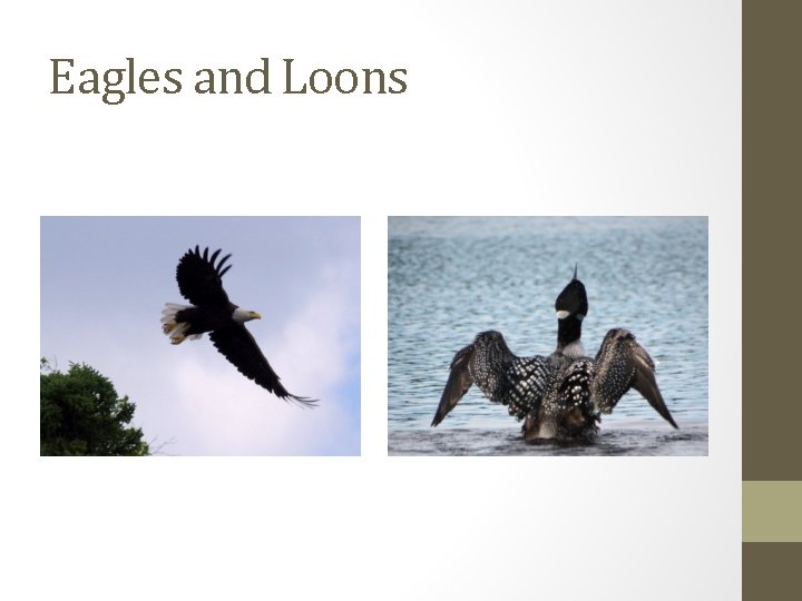 Eagles and Loons 