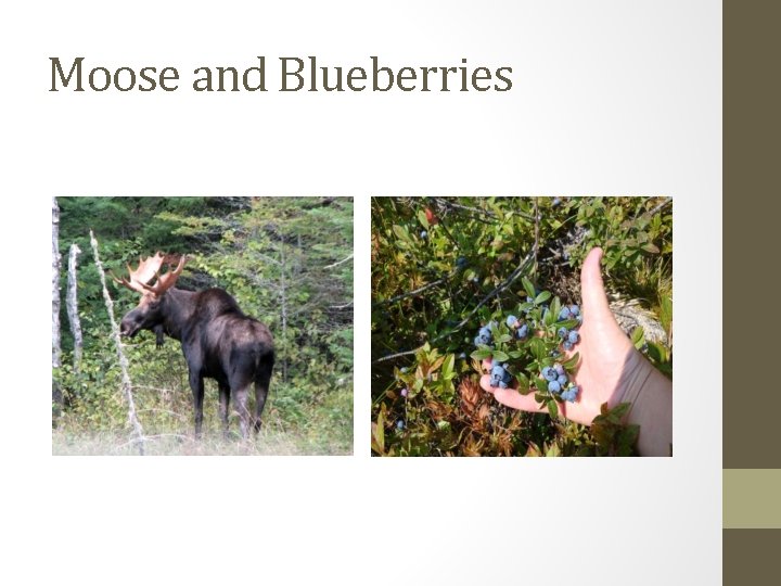 Moose and Blueberries 