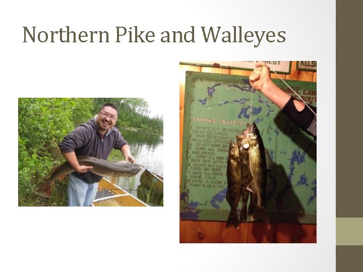 Northern Pike and Walleyes 