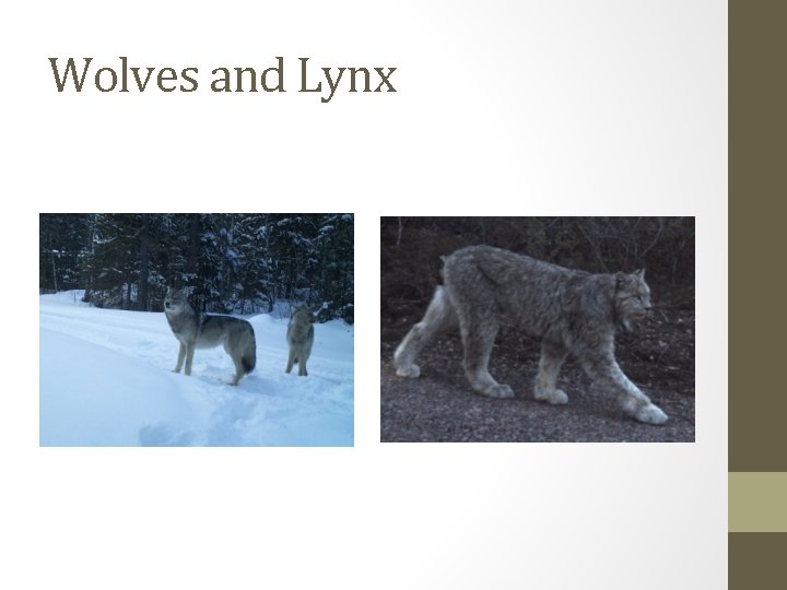 Wolves and Lynx 